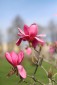 Rozkvetlá botanická zahrada v Troji – v hlavní roli sakury, magnolie a rododendrony