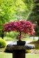 Obdivujte unikátní bonsaj jasanu čínského a dalších sto miniaturních ručně tvarovaných dřevin v Troji