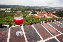Vinobraní sv. Kláry v Botanické zahradě