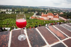 Vinobraní sv. Kláry v Botanické zahradě